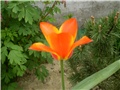 tulipan